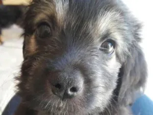 Cachorro raça Viralatinha idade Abaixo de 2 meses nome Barão