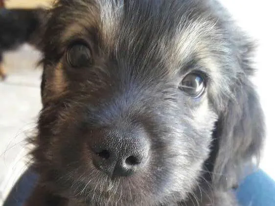 Cachorro ra a Viralatinha idade Abaixo de 2 meses nome Barão