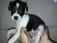 Bolinha