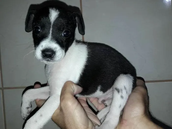 Cachorro ra a Não definida idade Abaixo de 2 meses nome Bolinha