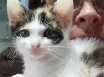 Gato ra a Não definida idade Abaixo de 2 meses nome Frida
