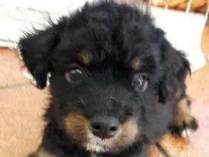 Cachorro raça Viralatinha idade Abaixo de 2 meses nome Billy