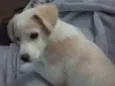 Julieta