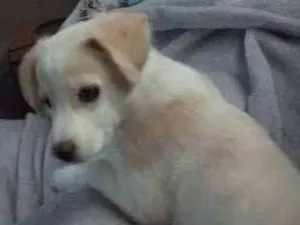 Cachorro raça Srd idade 2 a 6 meses nome Julieta