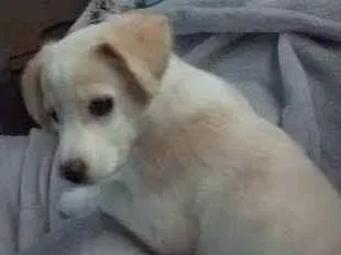 Cachorro ra a Srd idade 2 a 6 meses nome Julieta