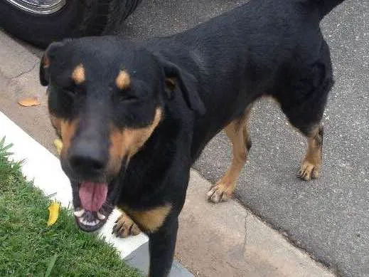 Cachorro ra a Viralata idade 2 anos nome Rogerio