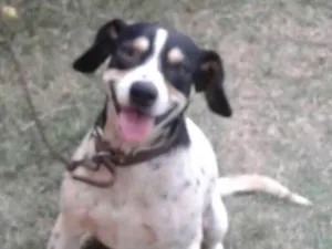 Cachorro raça  idade 4 anos nome Bobi