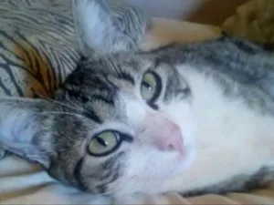 Gato raça American Shorthair idade 1 ano nome ZÉ