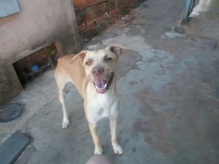 Cachorro ra a Vira lata  idade 1 ano nome  spike