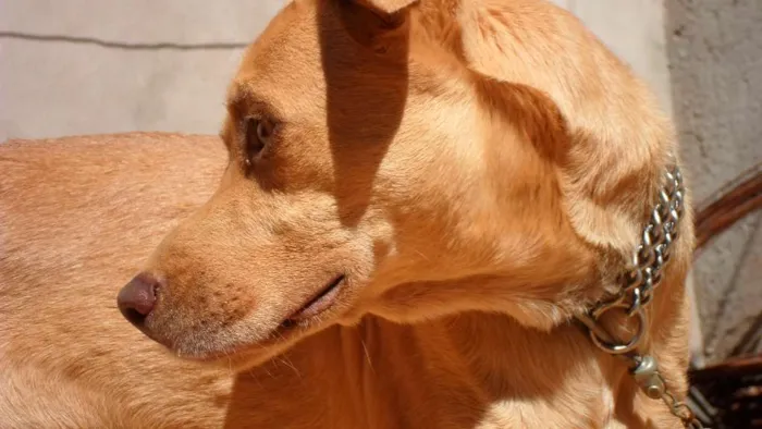 Cachorro ra a Vira lata  idade 1 ano nome  spike