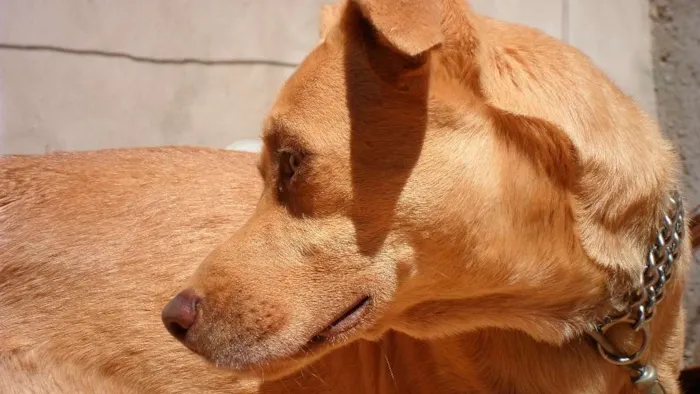 Cachorro ra a Vira lata  idade 1 ano nome  spike