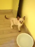 Nina