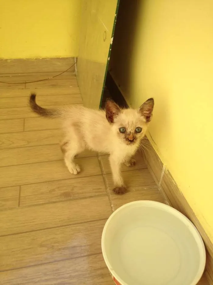 Gato ra a Cianes idade 2 a 6 meses nome Nina