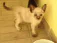 Nina