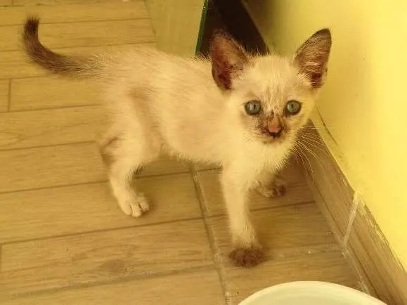 Gato ra a Cianes idade 2 a 6 meses nome Nina