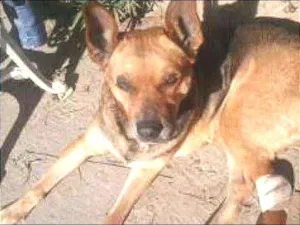Cachorro raça indefinida idade 6 ou mais anos nome Menina