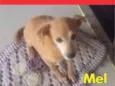 Mel