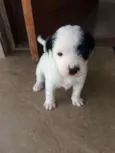 Pirata