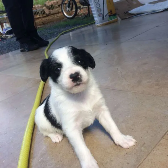 Cachorro ra a SRD idade Abaixo de 2 meses nome Branquinho