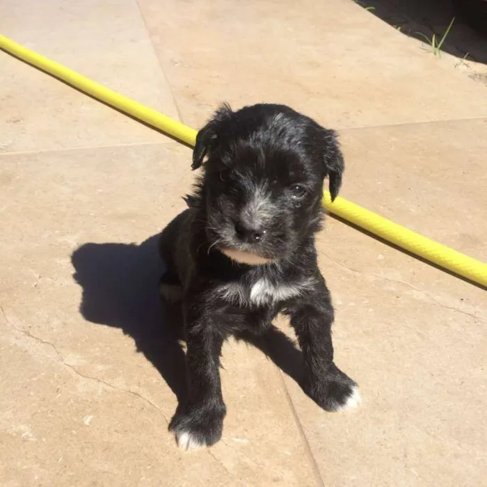 Cachorro ra a SRD idade Abaixo de 2 meses nome Pretinha