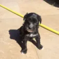 Pretinha