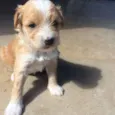 Docinho
