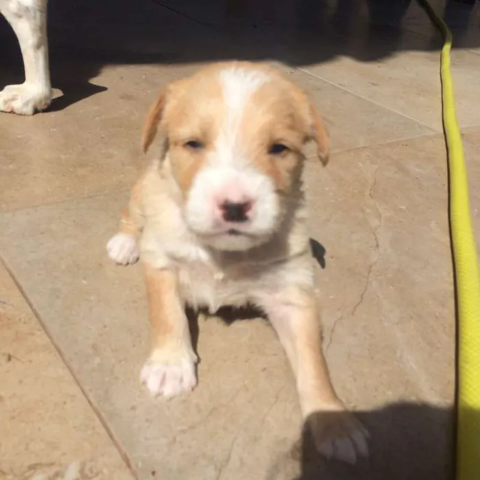 Cachorro ra a SRD idade Abaixo de 2 meses nome Caramelo