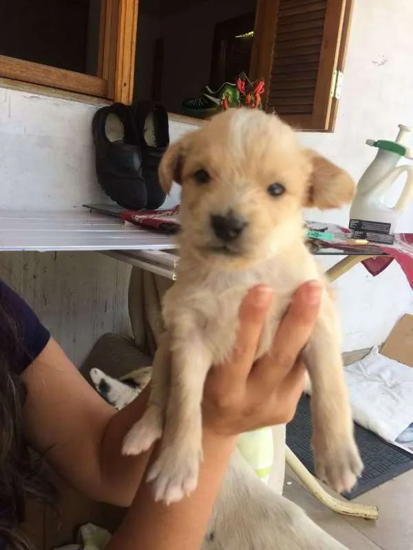 Cachorro ra a SRD idade Abaixo de 2 meses nome Marrom