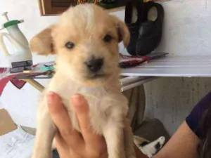 Cachorro raça SRD idade Abaixo de 2 meses nome Marrom