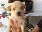 Cachorro raça SRD idade Abaixo de 2 meses nome Marrom