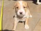 Cachorro raça SRD idade Abaixo de 2 meses nome Caramelo