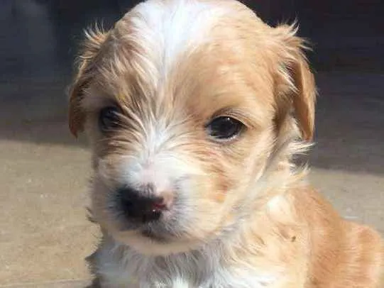 Cachorro ra a SRD idade Abaixo de 2 meses nome Docinho