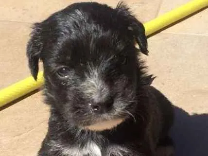 Cachorro ra a SRD idade Abaixo de 2 meses nome Pretinha