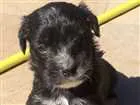 Cachorro raça SRD idade Abaixo de 2 meses nome Pretinha