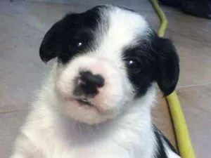 Cachorro raça SRD idade Abaixo de 2 meses nome Branquinho