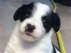 Cachorro raça SRD idade Abaixo de 2 meses nome Branquinho
