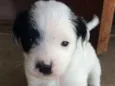 Pirata
