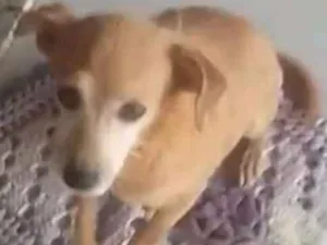 Cachorro raça Sem raça definida idade 6 ou mais anos nome Mel