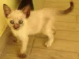 Nina