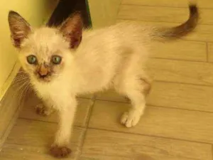 Gato raça Cianes idade 2 a 6 meses nome Nina