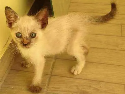 Gato ra a Cianes idade 2 a 6 meses nome Nina