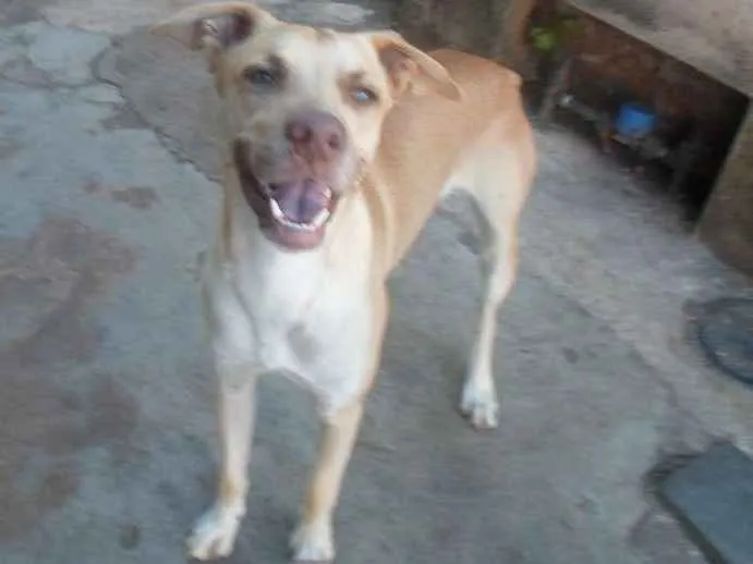 Cachorro ra a Vira lata  idade 1 ano nome  spike