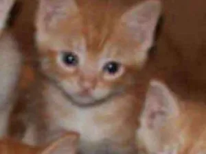 Gato raça Vira lata idade Abaixo de 2 meses nome Sem nomes