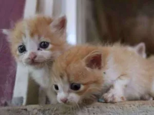 Gato raça Vira lata idade Abaixo de 2 meses nome Sem nomes