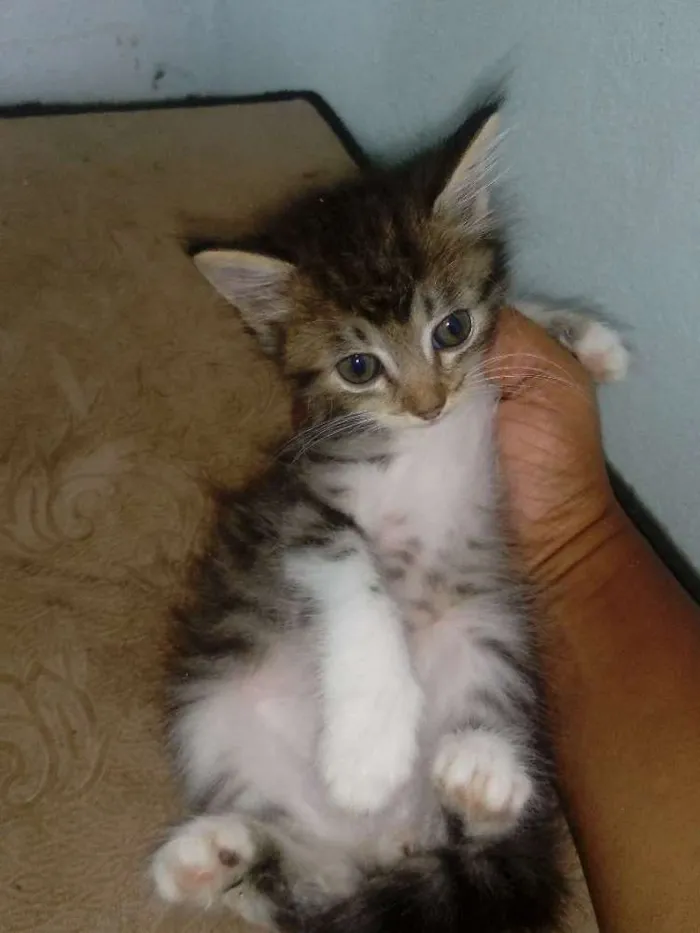 Gato raça Vira lata idade Abaixo de 2 meses nome Sem nomes