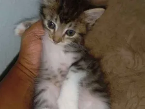 Gato raça Vira lata idade Abaixo de 2 meses nome Sem nomes
