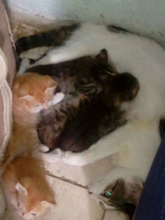 Gato raça Vira lata idade Abaixo de 2 meses nome Sem nomes