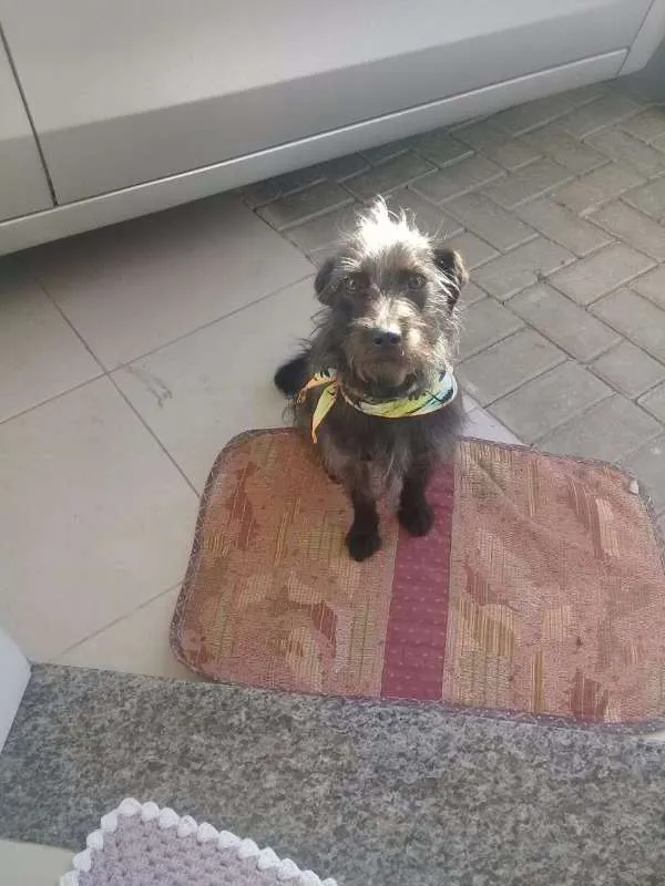 Cachorro ra a SRD idade 7 a 11 meses nome Teodoro para adoção 