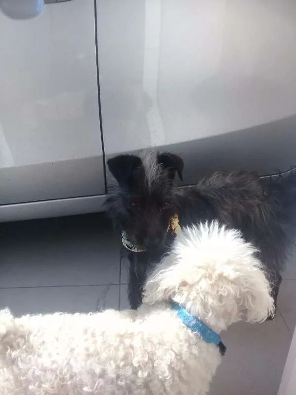 Cachorro ra a SRD idade 7 a 11 meses nome Teodoro para adoção 
