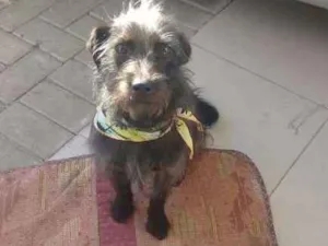 Cachorro raça SRD idade 7 a 11 meses nome Teodoro para adoção 